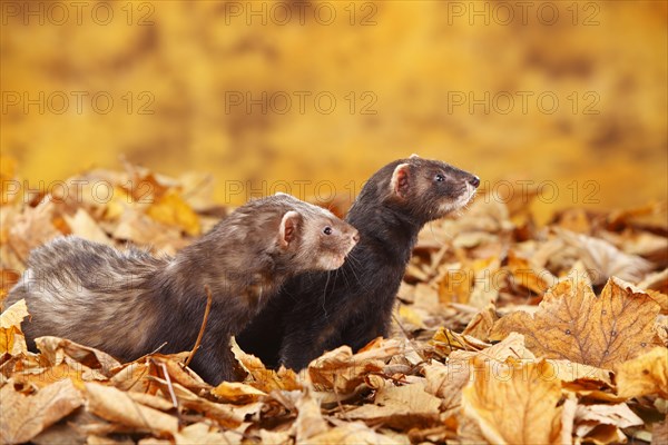 Two Ferrets (Mustela putorius forma domestica) in autumn leaves