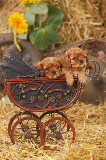 Cavalier King Charles Spaniel