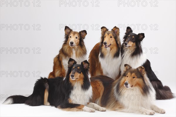 Longhair collies