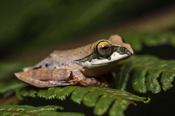 Tree climbing frog species (Boophis reticulatus) sits on leaf