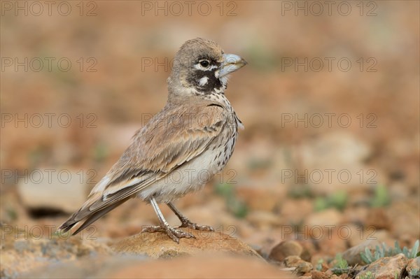 Thick-billed Lark (Ramphocoris clotbey)