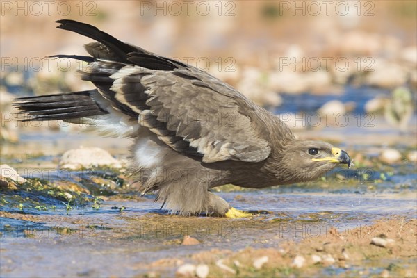 Steppe Eagle (Aquila nipalensis orientalis)