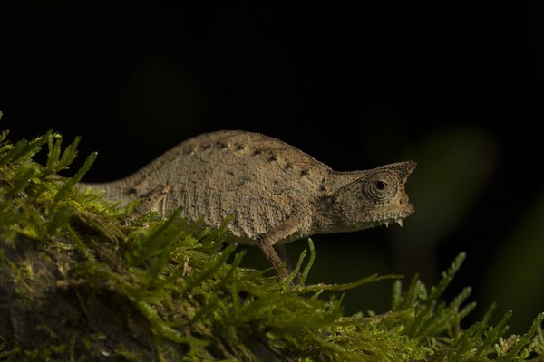 Earth chameleon (Brookesia superciliaris) on moss