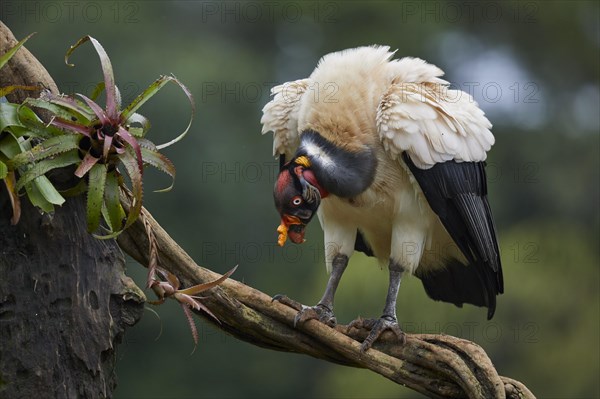 King Vulture (Sarcoramphus papa) on a branch at Laguna del Lagarta