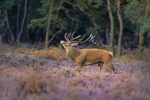 Red deer (Cervus elaphus) between Heathers (Calluna vulgaris) at the edge of the forest