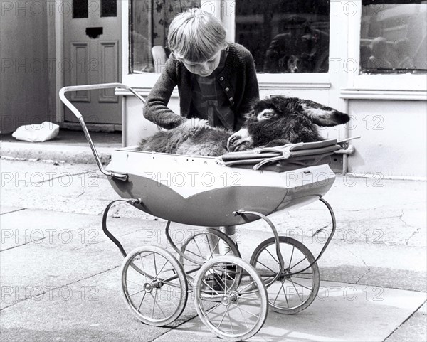 A donkey in a pram