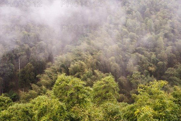 Bamboo forest in the fog