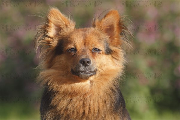 Papillon Yorkshire Mongrel