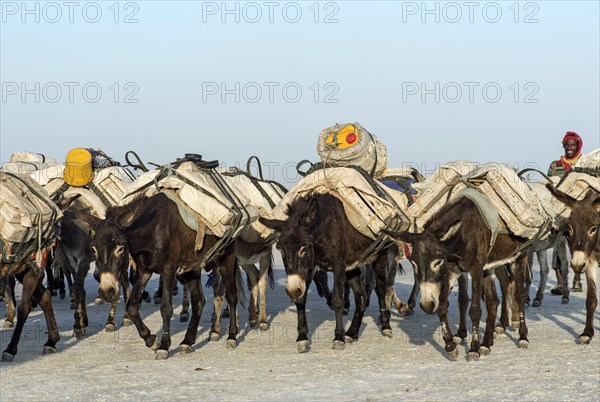 Donkeys transport salt blocks from the salt mines