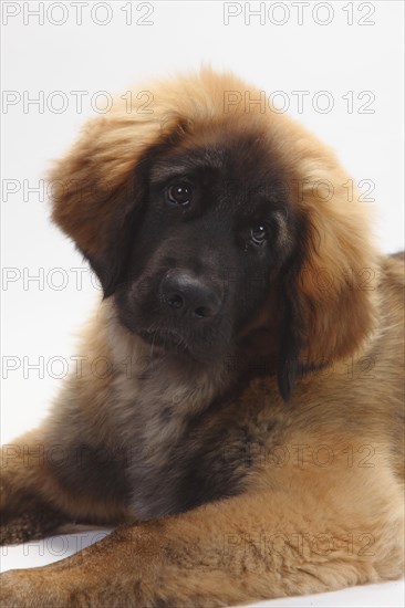 Leonberger