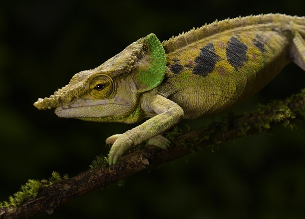 Malthe's chameleon (Calumma malthe)