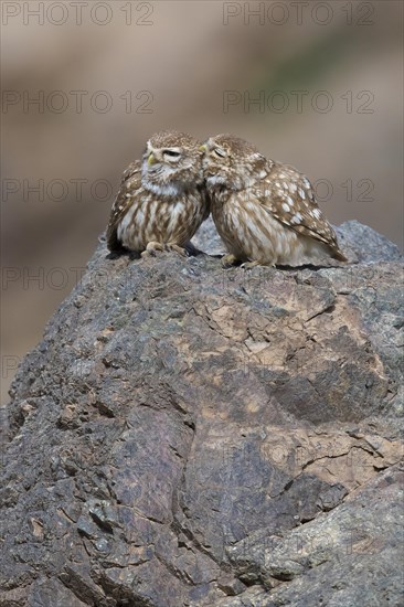 Little Owl (Athene noctua saharae)