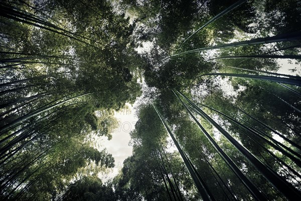 Arashiyama bamboo forest