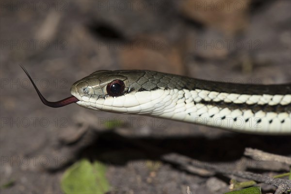 Lateral Water Snake (Thamnosophis lateralis)