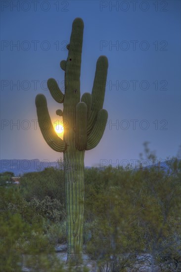 Saguaro (Carnegiea gigantea) with full moon