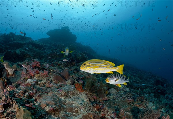 Ribboned sweetlip (Plectorhinchus polytaenia) and Yellow-striped Sweet Lips (Plectorhinchus lineatus)