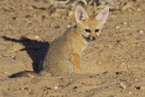 Cape fox (Vulpes chama)