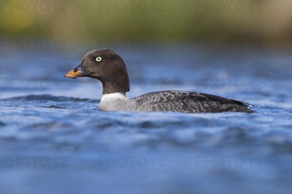 Barrow's Goldeneye (Bucephala islandica)