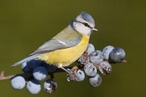 Blue Tit (Cyanistes caeruleus)