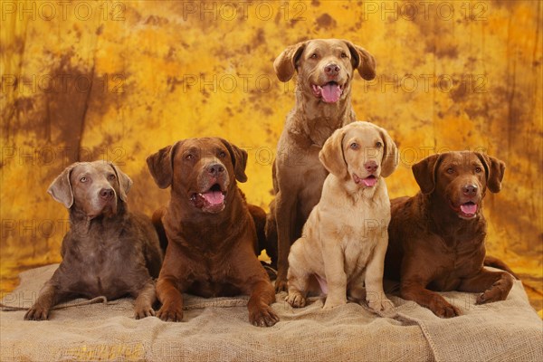 Chesapeake Bay Retriever