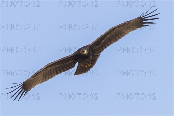 Greater Spotted Eagle (Clanga clanga)