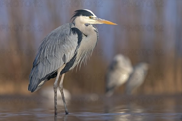 Grey heron or (Ardea cinerea) in splendor dress