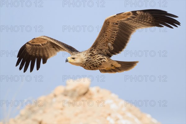 Eastern Imperial Eagle (Aquila heliaca)