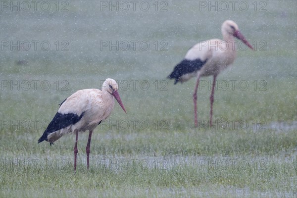 White Storks (Ciconia ciconia)