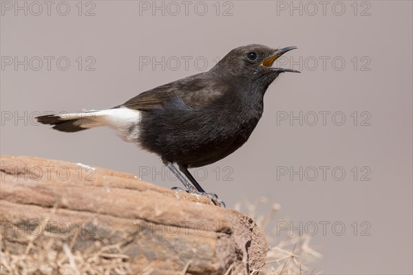 Black Wheatear (Oenanthe leucura syenitica)