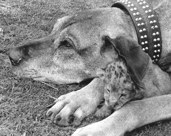 Dog and baby lion