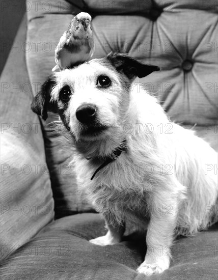 Dog with budgie sitting on his head