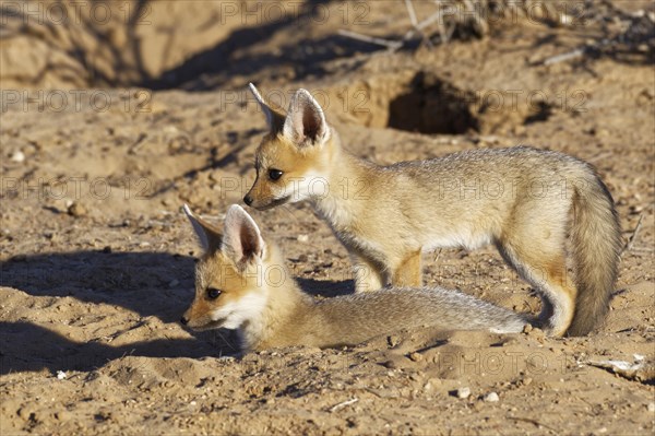 Cape foxes (Vulpes chama)