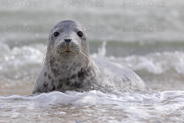 Grey seal (Halichoerus grypus) Young animal playing in the water