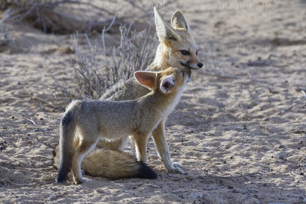 Cape foxes (Vulpes chama)