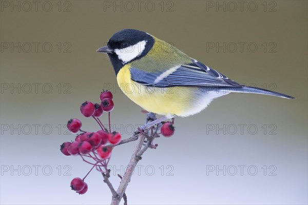 Great Tit (Parus major)