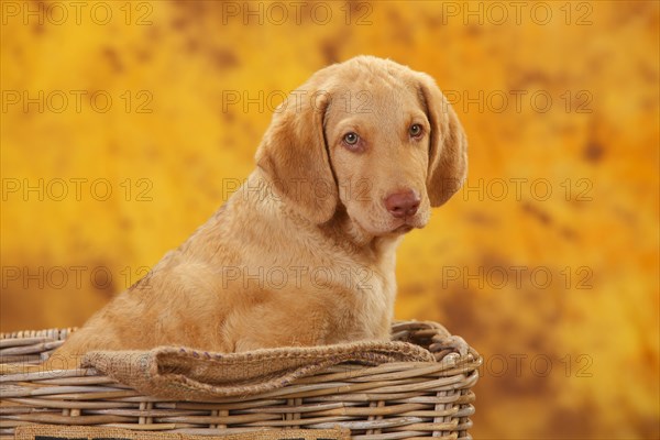 Chesapeake Bay Retriever