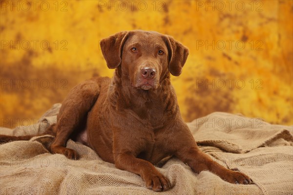 Chesapeake Bay Retriever