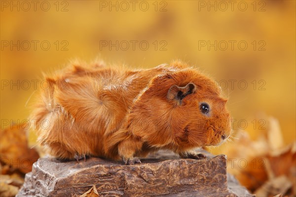 Rosette guinea pig on stone