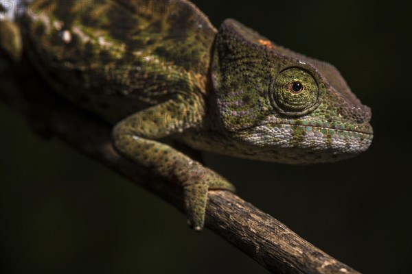 Globifer Chameleon (Calumma globiferum)