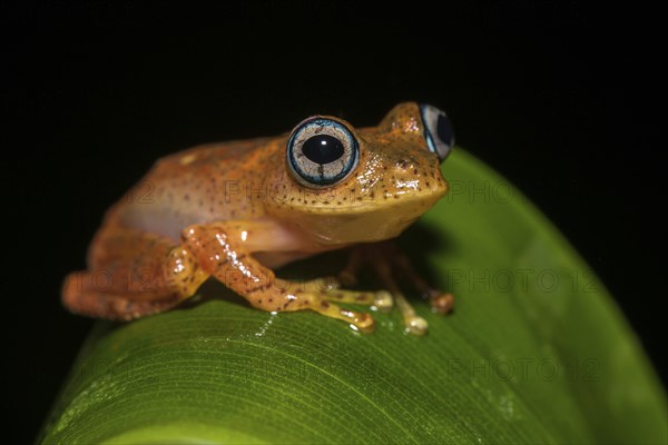 Tree climbing frog species (Boophis pyrrhus) sits on leaf