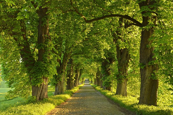 Chestnut avenue in the morning light