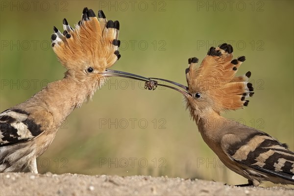 Hoopoes (Upupa epops)