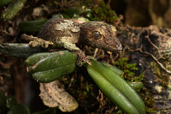 Mossy leaf-tailed gecko (Uroplatus sikorae) camouflaged on leaf