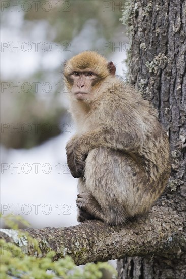 Barbary Macaque (Macaca sylvanus)