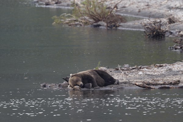 Sleeping Kamchatka brown bear (Ursus arctos beringianus)