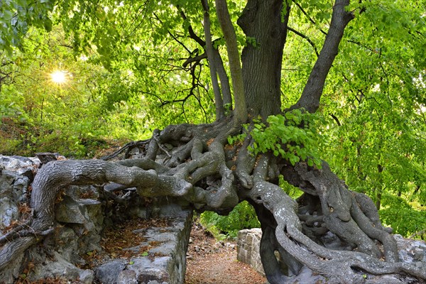 Old linden tree growing on the walls of a castle ruin