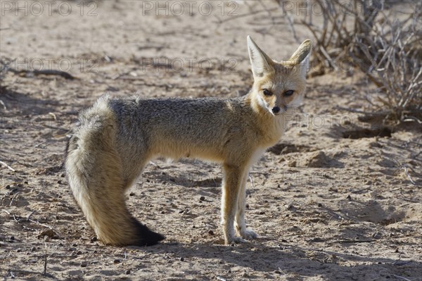 Cape fox (Vulpes chama)