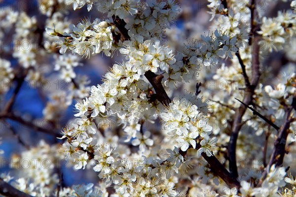 White blossoms