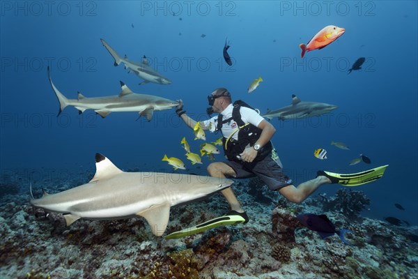 Diver with Blacktip reef sharks (Carcharhinus melanopterus)