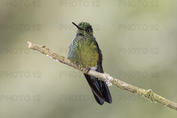 Broad-billed Hummingbird (Cynanthus latirostris) sits on a branch